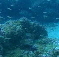 Halichoeres dispilus