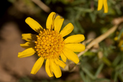 Thymophylla aurea