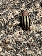 Disonycha leptolineata