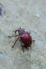 Coeliodes rubicundus