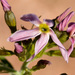 Amsonia arenaria - Photo Ningún derecho reservado