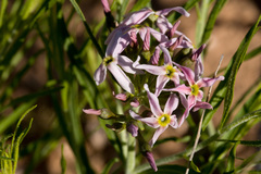 Amsonia arenaria