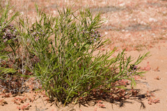 Amsonia arenaria