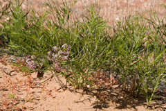 Amsonia arenaria