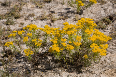 Sartwellia flaveriae