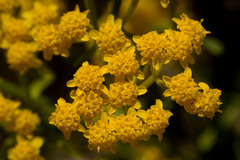 Sartwellia flaveriae