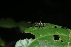 Sphecotypus niger