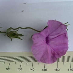 Ipomoea magnusiana image