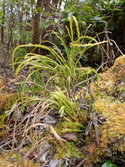 Psilotum complanatum