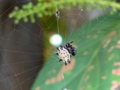 Gasteracantha cancriformis