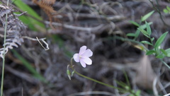 Oxalis dentata