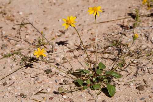 Bartlett daisy (Bartlettia scaposa)