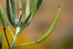 Nerisyrenia linearifolia
