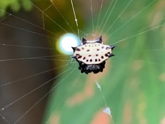 Gasteracantha cancriformis