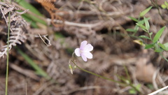 Oxalis dentata