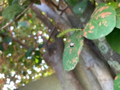 Gasteracantha cancriformis