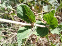 Lippia lupulina