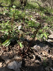 Onocleaceae