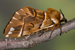 Endromis versicolora