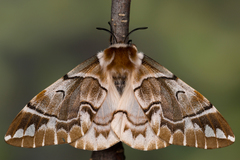 Endromis versicolora