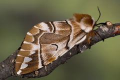 Endromis versicolora