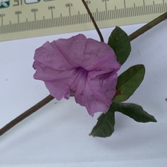 Ipomoea magnusiana image