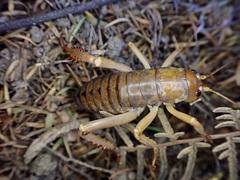 Hemideina ricta