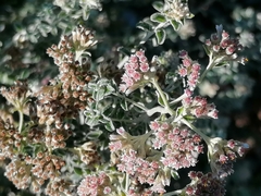 Plecostachys serpyllifolia