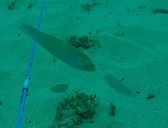 Halichoeres dispilus