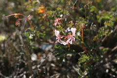 Pelargonium acetosum