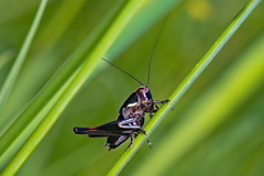 Zeuneriana abbreviata