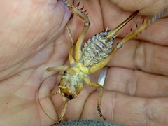 Hemideina ricta