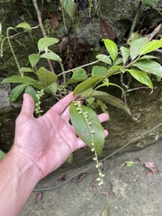 Coccoloba pyrifolia