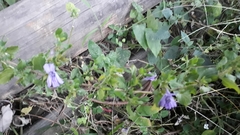 Sclerochiton harveyanus