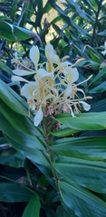 Hedychium flavescens