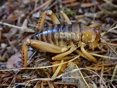 Hemideina ricta