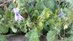 Sclerochiton harveyanus