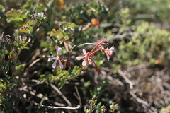 Pelargonium acetosum