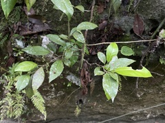 Coccoloba pyrifolia