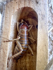 Hemideina ricta