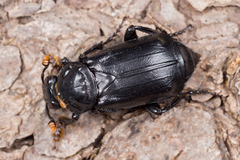 Nicrophorus humator
