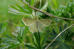 Chlorissa cloraria
