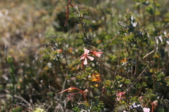 Pelargonium acetosum