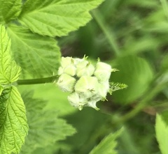 Humulus lupulus