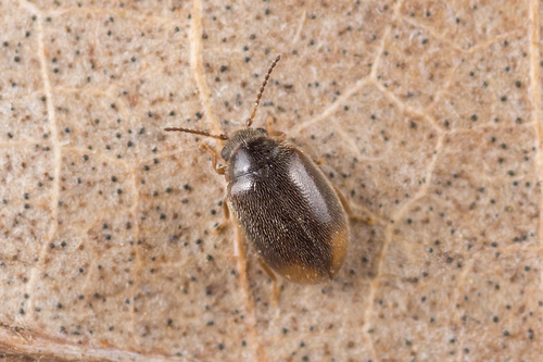 Cyphon padi (Linnaeus, 1758)