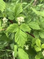 Humulus lupulus
