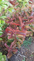 Kalanchoe sexangularis