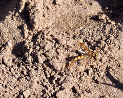 Megarhyssa macrurus icterosticta