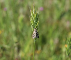 Evergestis frumentalis