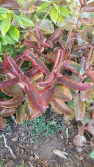 Kalanchoe sexangularis